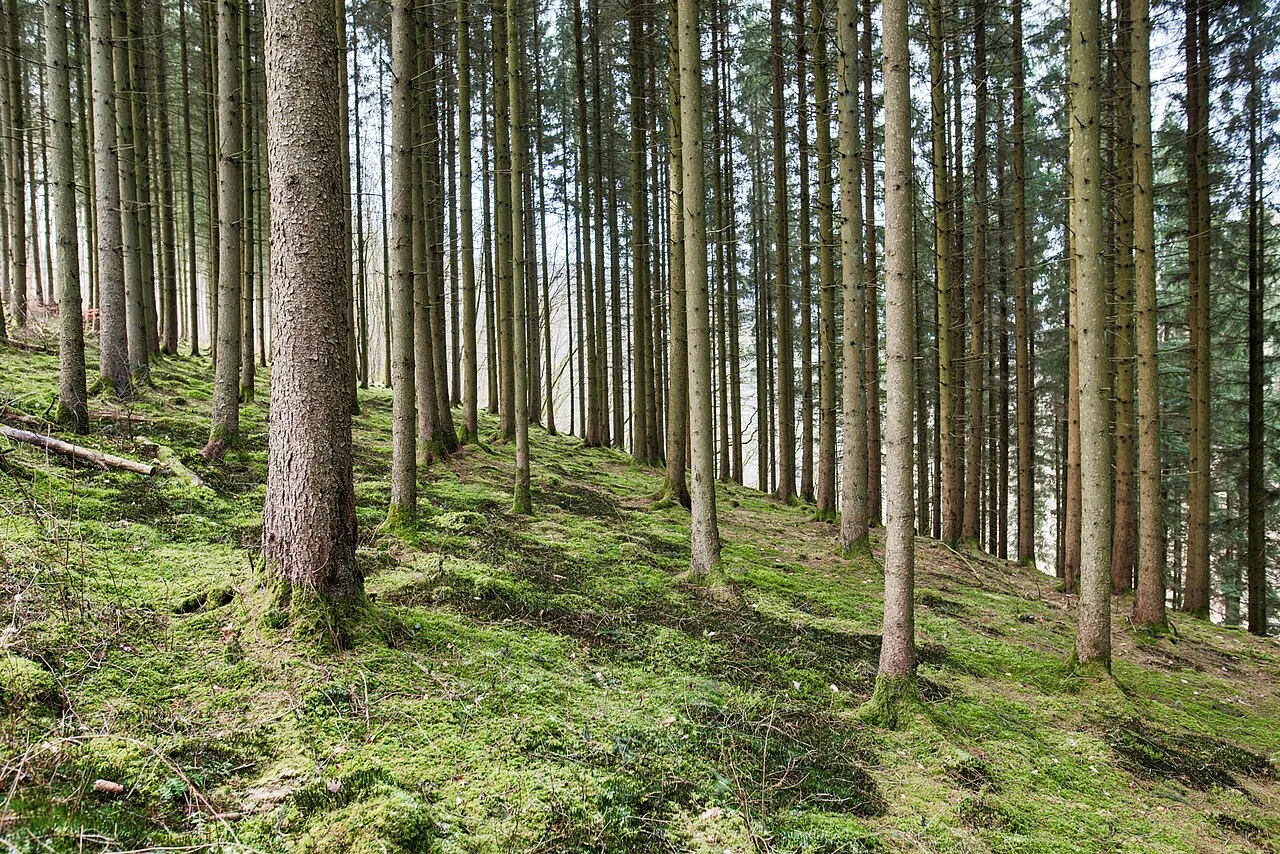 Dennenbos in de Ardennen met mosrijke bodem — typisch landschap voor wandelroutes rond Spa-Francorchamps